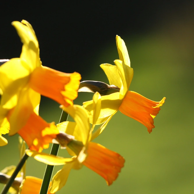 Flower Bulbs - Narcissus 'Jetfire' (8 Bulbs) - image 3