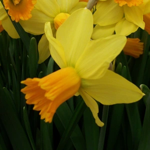 Flower Bulbs - Narcissus 'Jetfire' (8 Bulbs) - image 4