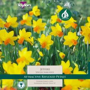 Flower Bulbs - Narcissus 'Jetfire' (8 Bulbs) - image 1