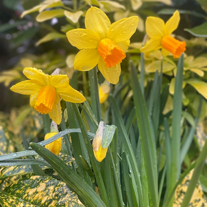 Flower Bulbs - Narcissus 'Jetfire' (8 Bulbs) - image 2