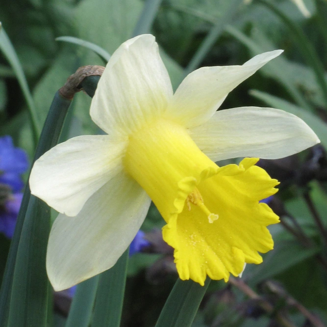 Flower Bulbs - Narcissus 'Lobularis' - 5 Bulbs - image 2