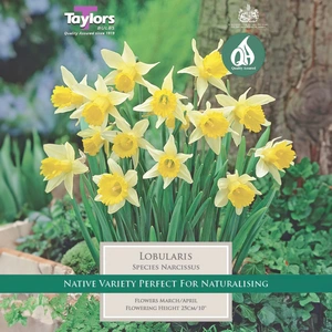 Flower Bulbs - Narcissus 'Lobularis' - 5 Bulbs - image 1