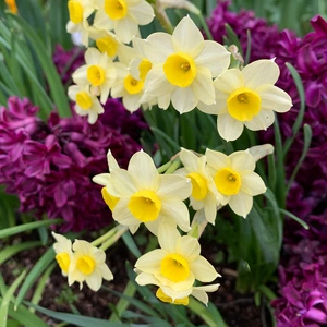 Flower Bulbs - Narcissus 'Minnow' (10 Bulbs) - image 2