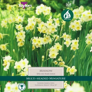 Flower Bulbs - Narcissus 'Minnow' (10 Bulbs) - image 1