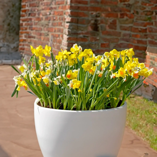 Flower Bulbs - Narcissus Mix Collection  (75 Bulbs) - image 2