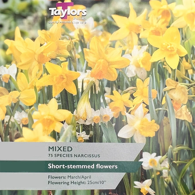 Flower Bulbs - Narcissus Mix Collection  (75 Bulbs) - image 1