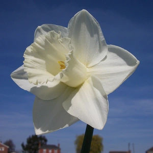 Flower Bulbs - Narcissus 'Mount Hood' (8 Bulbs) - image 2