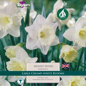 Flower Bulbs - Narcissus 'Mount Hood' (8 Bulbs) - image 1