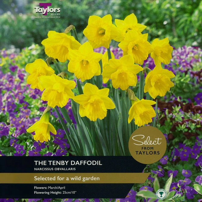 Flower Bulbs - Narcissus 'Obvallaris' (10 Bulbs)