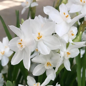 Flower Bulbs - Narcissus 'Paperwhite Grandiflora' (4 Bulbs) - image 2
