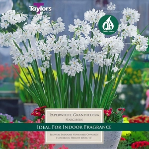 Flower Bulbs - Narcissus 'Paperwhite Grandiflora' (4 Bulbs) - image 1