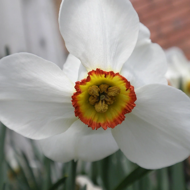 Flower Bulbs - Narcissus 'Pheasant's Eye' (6 Bulbs) - image 2