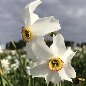 Flower Bulbs - Narcissus 'Pheasant's Eye' (6 Bulbs) - image 3
