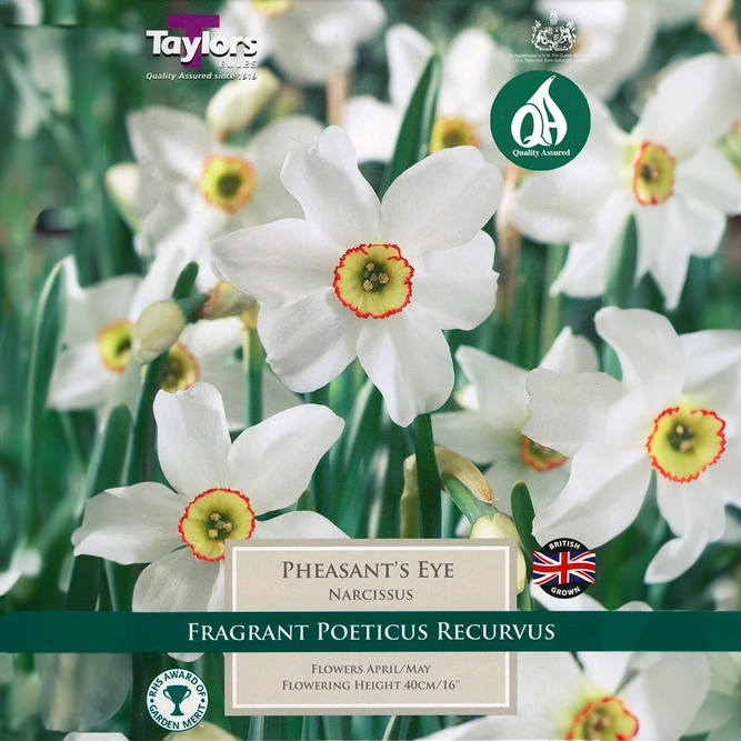 Flower Bulbs - Narcissus 'Pheasant's Eye' (6 Bulbs) - image 1