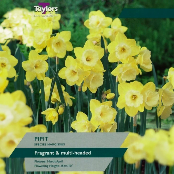 Flower Bulbs - Narcissus 'Pipit' (7 Bulbs)