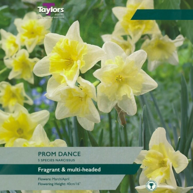 Flower Bulbs - Narcissus 'Prom Dance' (5 Bulbs)