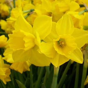 Flower Bulbs - Narcissus 'Quail' (10 Bulbs) - image 2