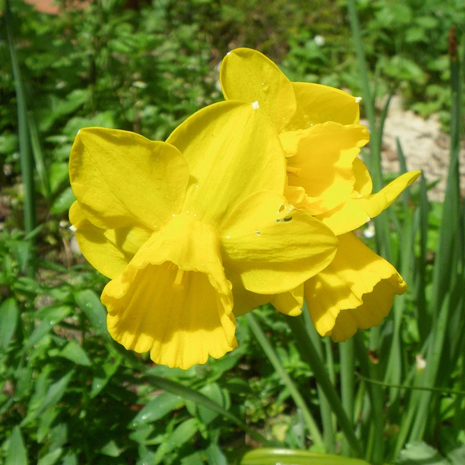 Flower Bulbs - Narcissus 'Quail' (10 Bulbs) - image 3
