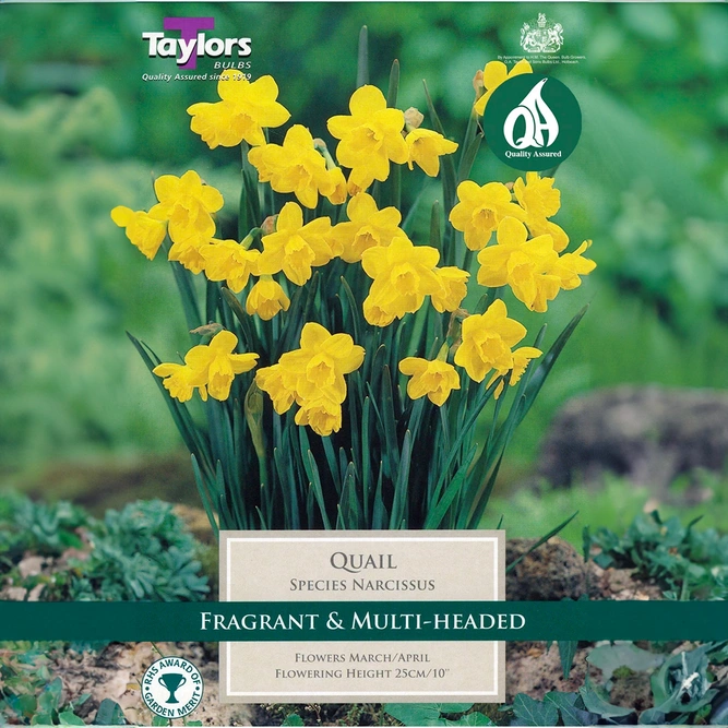 Flower Bulbs - Narcissus 'Quail' (10 Bulbs) - image 1