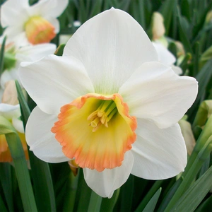 Flower Bulbs - Narcissus 'Rainbow' (6kg) - image 2