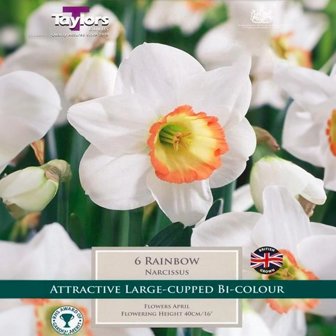Flower Bulbs - Narcissus 'Rainbow' (6kg) - image 1