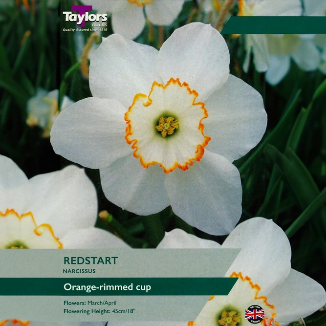 Flower Bulbs - Narcissus 'Red Start' (8 Bulbs)