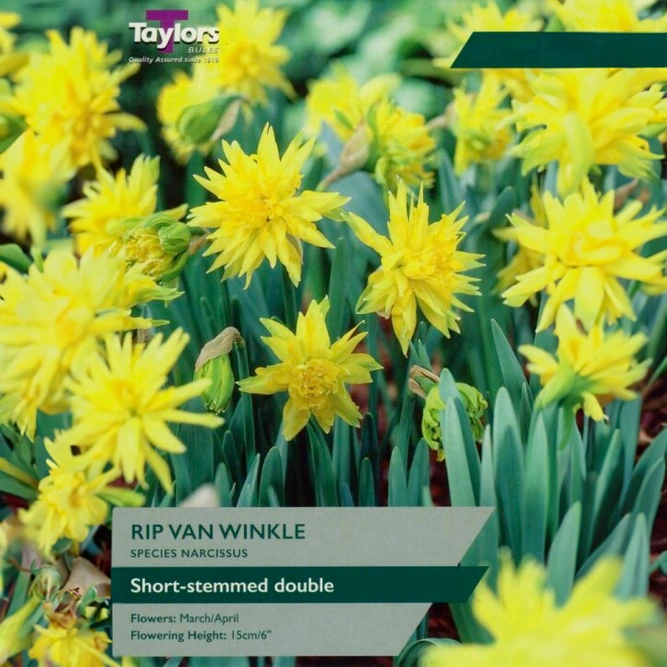 Flower Bulbs - Narcissus 'Rip Van Winkle' (8 Bulbs)
