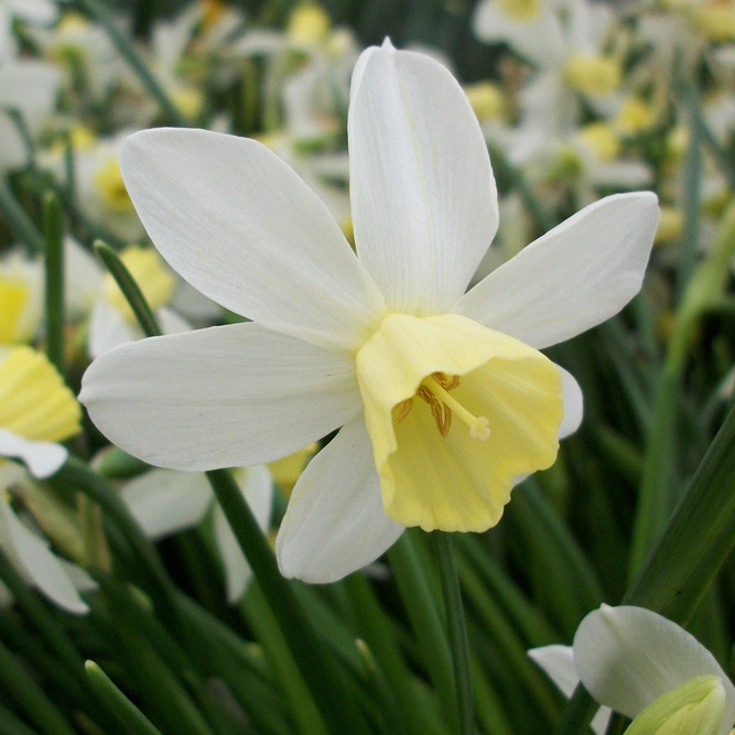 Flower Bulbs - Narcissus 'Sailboat' (7 Bulbs) - image 2