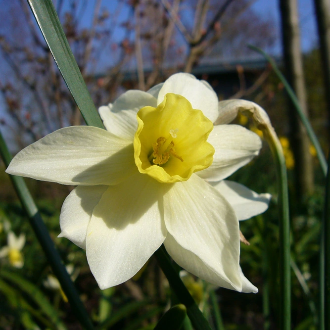 Flower Bulbs - Narcissus 'Sailboat' (7 Bulbs) - image 3