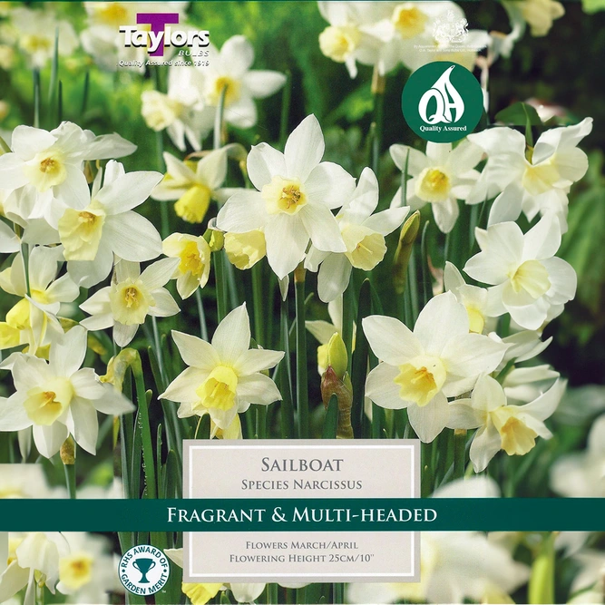 Flower Bulbs - Narcissus 'Sailboat' (7 Bulbs) - image 1