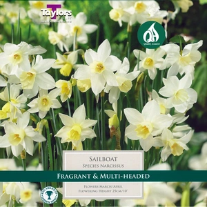 Flower Bulbs - Narcissus 'Sailboat' (7 Bulbs)