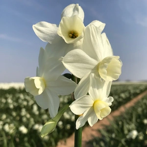 Flower Bulbs - Narcissus 'Silver Chimes' (5 Bulbs) - image 2