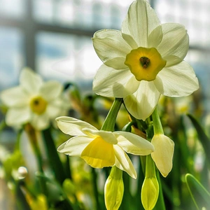 Flower Bulbs - Narcissus 'Silver Chimes' (5 Bulbs) - image 3