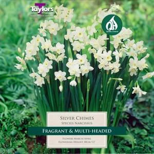 Flower Bulbs - Narcissus 'Silver Chimes' (5 Bulbs) - image 1