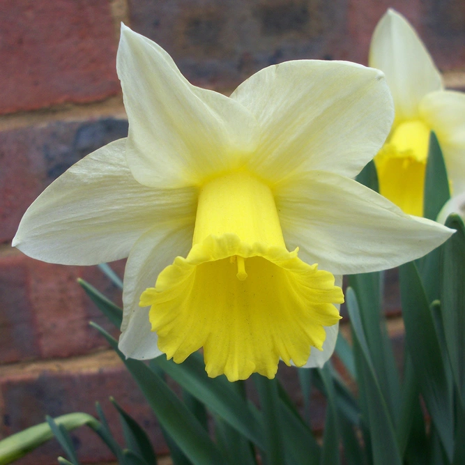 Flower Bulbs - Narcissus 'Spring Dawn' (5 Bulbs) - image 2