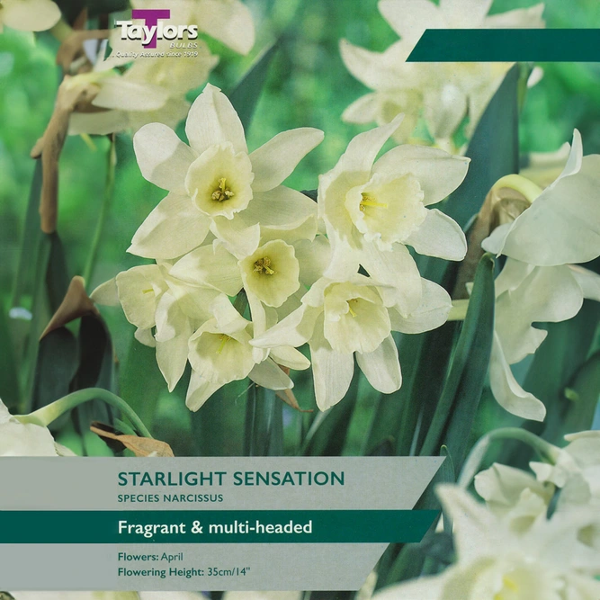 Flower Bulbs - Narcissus 'Starlight Sensation' - (5 Bulbs)