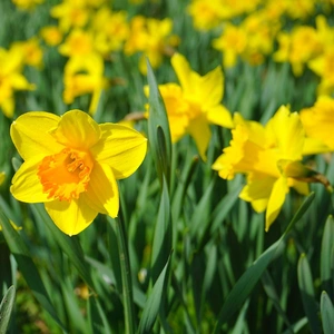 Flower Bulbs - Narcissus 'Sweetness' (10 Bulbs) - image 2