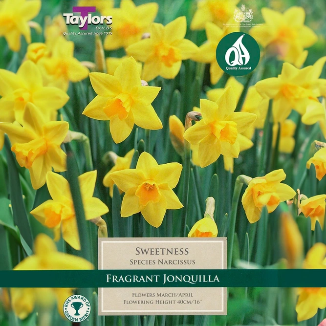 Flower Bulbs - Narcissus 'Sweetness' (10 Bulbs) - image 1