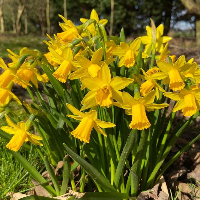 Flower Bulbs - Narcissus 'Tete A Tete' (10 Bulbs) - image 2