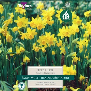 Flower Bulbs - Narcissus 'Tete A Tete' (10 Bulbs) - image 1