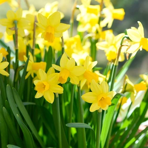 Flower Bulbs - Narcissus 'Tete A Tete' - (70 Bulbs Pillow Net) - image 2