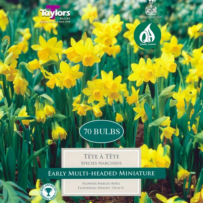 Flower Bulbs - Narcissus 'Tete A Tete' - (70 Bulbs Pillow Net) - image 1