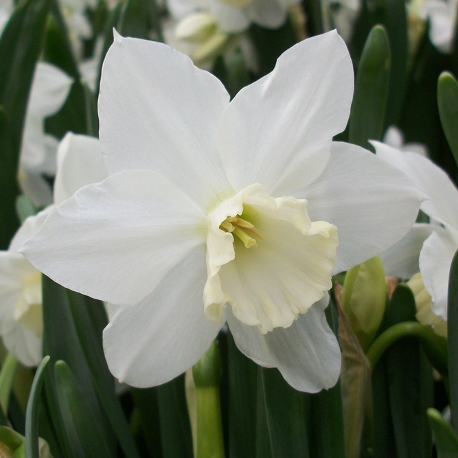 Flower Bulbs - Narcissus 'Tresamble' (6 Bulbs) - image 2