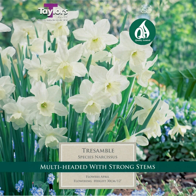 Flower Bulbs - Narcissus 'Tresamble' (6 Bulbs) - image 1