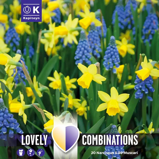 Flower Bulbs - Narcissus Yellow & Muscari Blue (50 Bulbs) Combi Pack