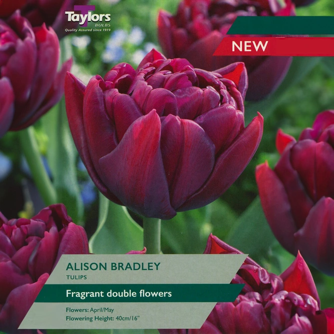 Flower Bulbs - Tulip 'Alison Bradley' (5 Bulbs)