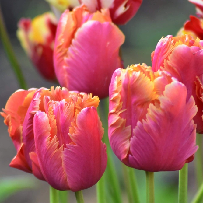 Flower Bulbs - Tulip 'Amazing Parrot' (5 Bulbs) - image 2