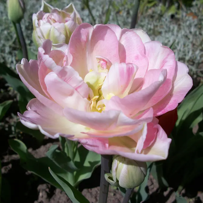 Flower Bulbs - Tulip 'Angelique' (5 Bulbs) - image 2