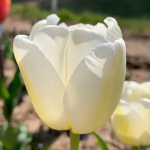 Flower Bulbs - Tulip 'Antarctica' (7 Bulbs) - image 2