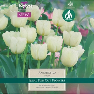 Flower Bulbs - Tulip 'Antarctica' (7 Bulbs) - image 1